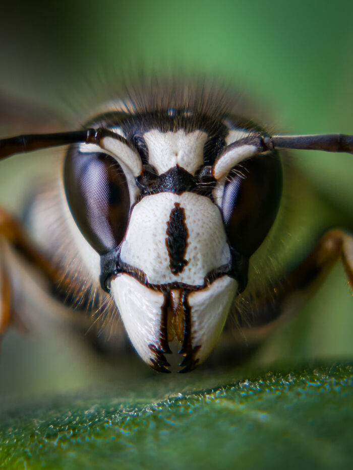 This Photographer&rsquo;s 27 Wildlife Photos Taken With A Smartphone Almost Look Too Detailed To Be Real
