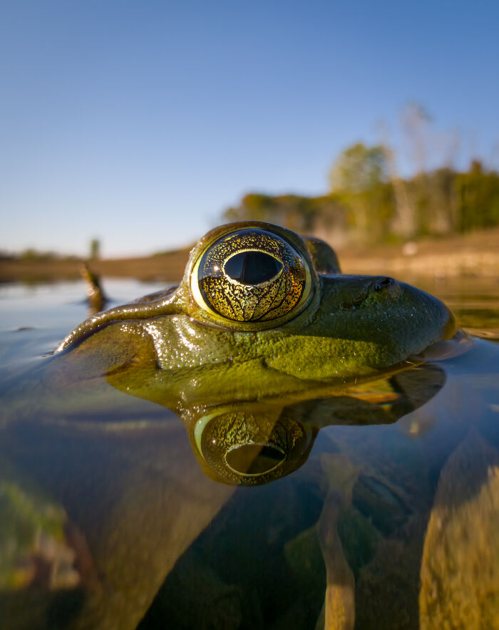 This Photographer&rsquo;s 27 Wildlife Photos Taken With A Smartphone Almost Look Too Detailed To Be Real