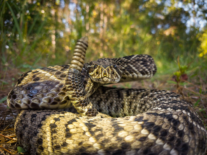 This Photographer&rsquo;s 27 Wildlife Photos Taken With A Smartphone Almost Look Too Detailed To Be Real
