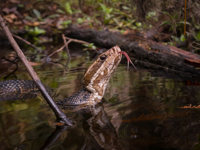 This Photographer&rsquo;s 27 Wildlife Photos Taken With A Smartphone Almost Look Too Detailed To Be Real