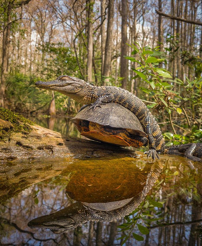 This Photographer&rsquo;s 27 Wildlife Photos Taken With A Smartphone Almost Look Too Detailed To Be Real