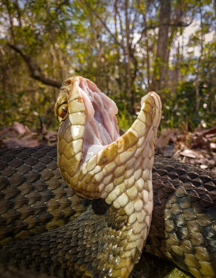 This Photographer&rsquo;s 27 Wildlife Photos Taken With A Smartphone Almost Look Too Detailed To Be Real