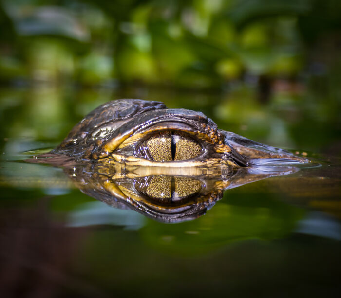 This Photographer&rsquo;s 27 Wildlife Photos Taken With A Smartphone Almost Look Too Detailed To Be Real