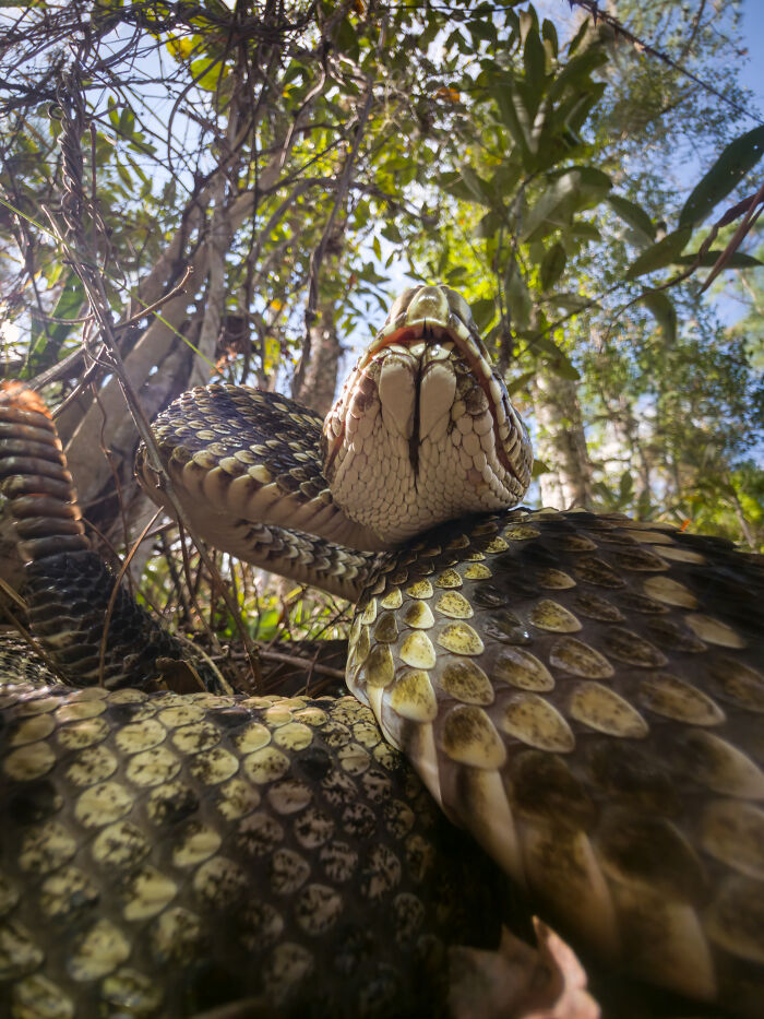 This Photographer&rsquo;s 27 Wildlife Photos Taken With A Smartphone Almost Look Too Detailed To Be Real