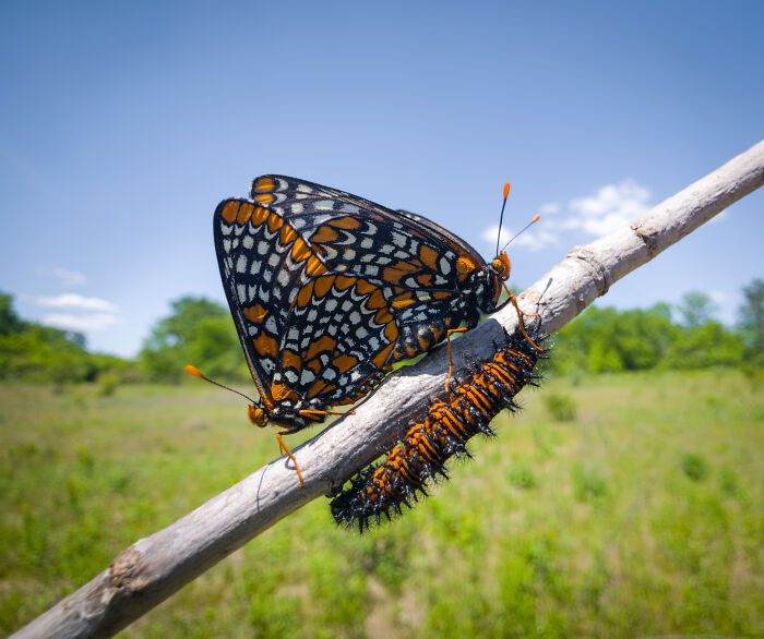 This Photographer&rsquo;s 27 Wildlife Photos Taken With A Smartphone Almost Look Too Detailed To Be Real