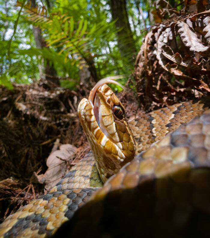This Photographer&rsquo;s 27 Wildlife Photos Taken With A Smartphone Almost Look Too Detailed To Be Real