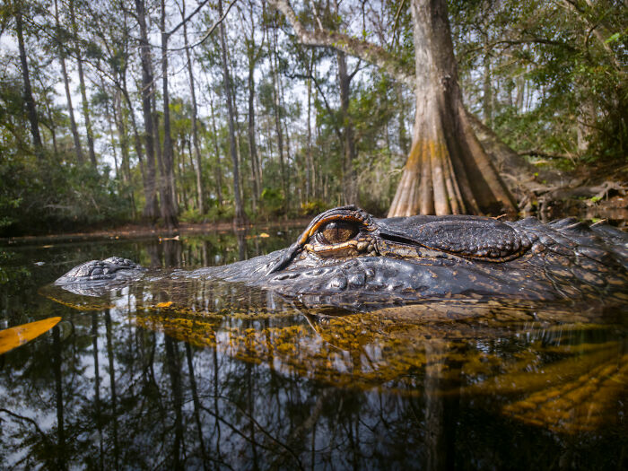 This Photographer&rsquo;s 27 Wildlife Photos Taken With A Smartphone Almost Look Too Detailed To Be Real