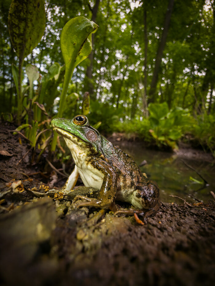 This Photographer&rsquo;s 27 Wildlife Photos Taken With A Smartphone Almost Look Too Detailed To Be Real