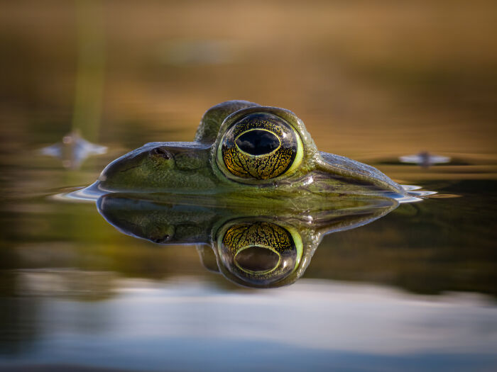 This Photographer&rsquo;s 27 Wildlife Photos Taken With A Smartphone Almost Look Too Detailed To Be Real
