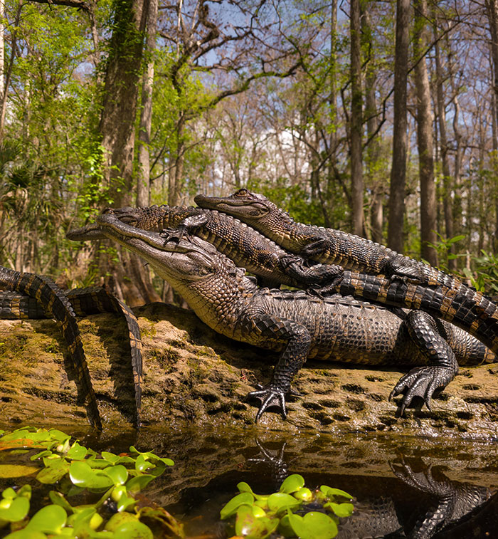 This Photographer&rsquo;s 27 Wildlife Photos Taken With A Smartphone Almost Look Too Detailed To Be Real