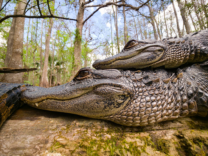 This Photographer&rsquo;s 27 Wildlife Photos Taken With A Smartphone Almost Look Too Detailed To Be Real