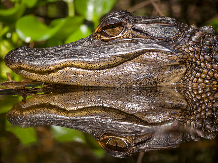 This Photographer&rsquo;s 27 Wildlife Photos Taken With A Smartphone Almost Look Too Detailed To Be Real