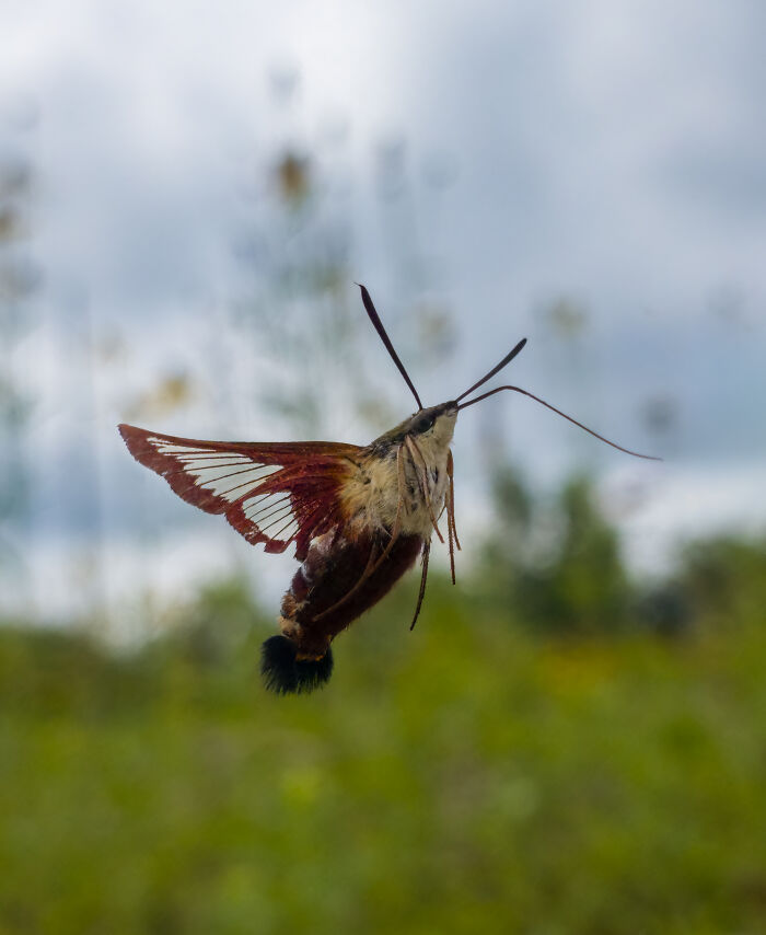 This Photographer&rsquo;s 27 Wildlife Photos Taken With A Smartphone Almost Look Too Detailed To Be Real