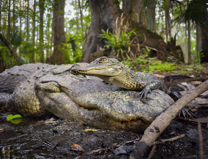 This Photographer&rsquo;s 27 Wildlife Photos Taken With A Smartphone Almost Look Too Detailed To Be Real