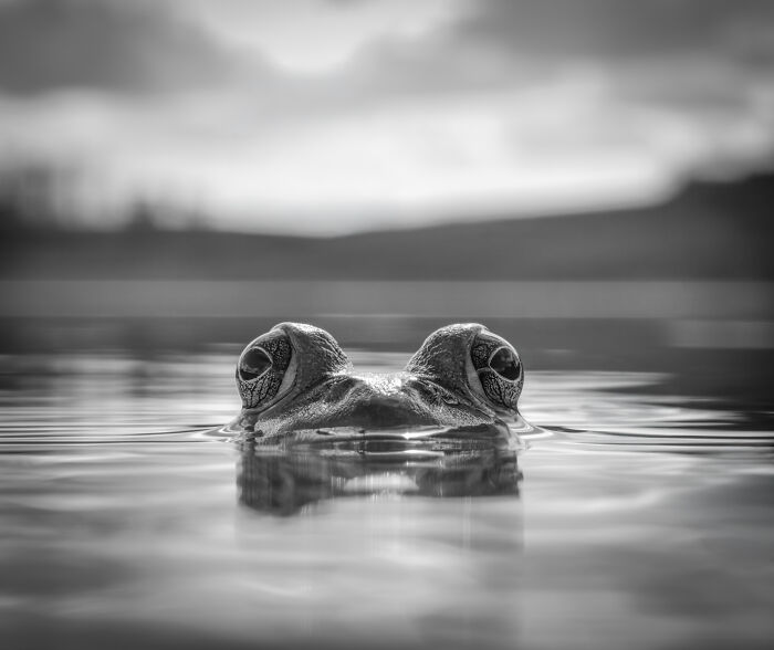 This Photographer&rsquo;s 27 Wildlife Photos Taken With A Smartphone Almost Look Too Detailed To Be Real