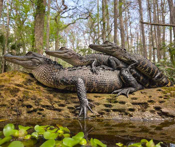 This Photographer&rsquo;s 27 Wildlife Photos Taken With A Smartphone Almost Look Too Detailed To Be Real