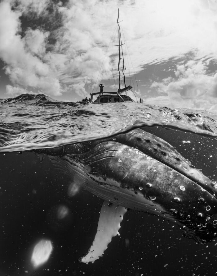 These Are The Best Animal Photos From The 2026 One Shot Photo Contest, And They&rsquo;re Absolutely Stunning (22 Pics)