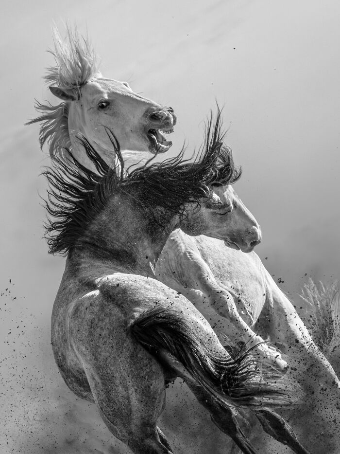 These Are The Best Animal Photos From The 2026 One Shot Photo Contest, And They&rsquo;re Absolutely Stunning (22 Pics)