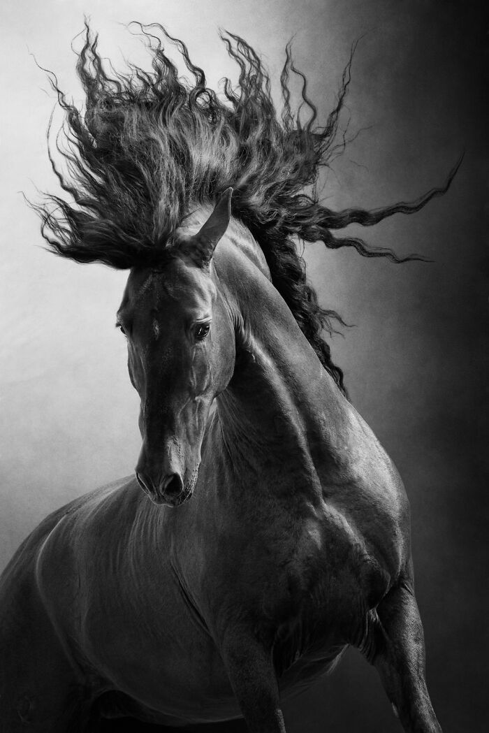 These Are The Best Animal Photos From The 2026 One Shot Photo Contest, And They&rsquo;re Absolutely Stunning (22 Pics)
