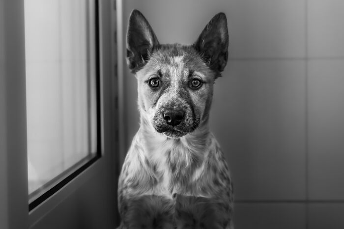 These Are The Best Animal Photos From The 2026 One Shot Photo Contest, And They&rsquo;re Absolutely Stunning (22 Pics)