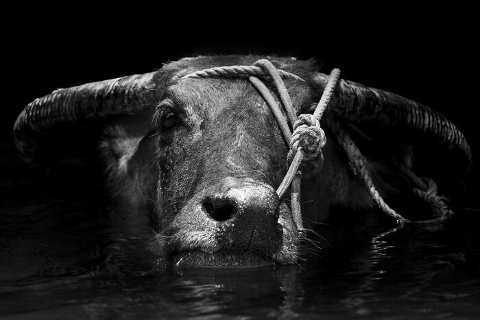 These Are The Best Animal Photos From The 2026 One Shot Photo Contest, And They&rsquo;re Absolutely Stunning (22 Pics)