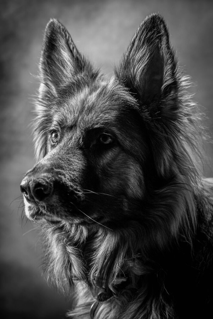 These Are The Best Animal Photos From The 2026 One Shot Photo Contest, And They&rsquo;re Absolutely Stunning (22 Pics)