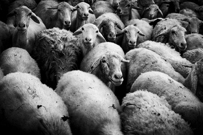 These Are The Best Animal Photos From The 2026 One Shot Photo Contest, And They&rsquo;re Absolutely Stunning (22 Pics)