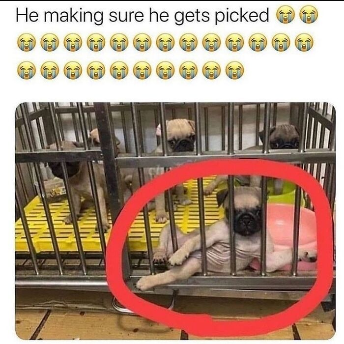 85 Funny Memes To Give Your Brain A Well-Deserved Mini Vacation