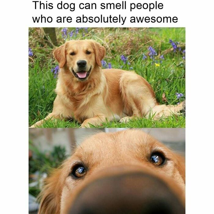 85 Funny Memes To Give Your Brain A Well-Deserved Mini Vacation