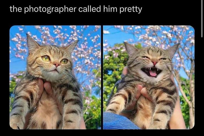 85 Funny Memes To Give Your Brain A Well-Deserved Mini Vacation