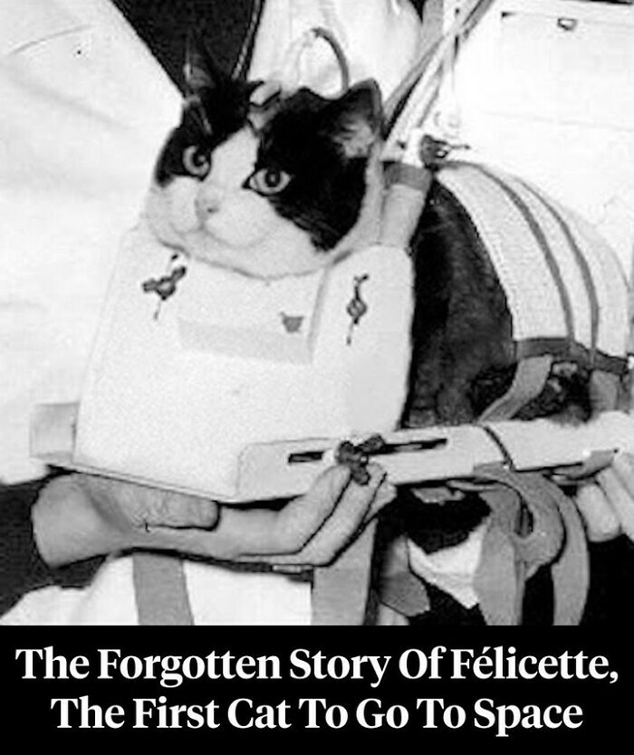 77 Fascinating History Facts And Pics To Leave You Intrigued And Fascinated