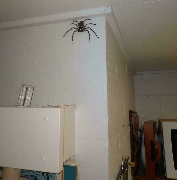 &ldquo;Wife Hasn&rsquo;t Eaten Eggs Since&rdquo;: 83 Oddly Terrifying Images That Are Not For The Weak (New Pics)