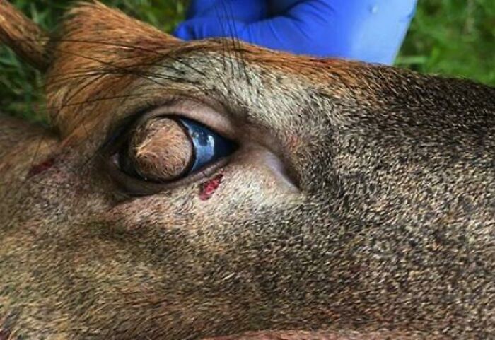 &ldquo;Wife Hasn&rsquo;t Eaten Eggs Since&rdquo;: 83 Oddly Terrifying Images That Are Not For The Weak (New Pics)