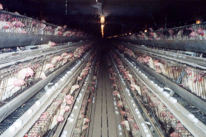 &ldquo;Wife Hasn&rsquo;t Eaten Eggs Since&rdquo;: 83 Oddly Terrifying Images That Are Not For The Weak (New Pics)