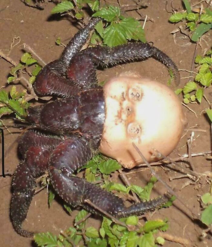 &ldquo;Wife Hasn&rsquo;t Eaten Eggs Since&rdquo;: 83 Oddly Terrifying Images That Are Not For The Weak (New Pics)