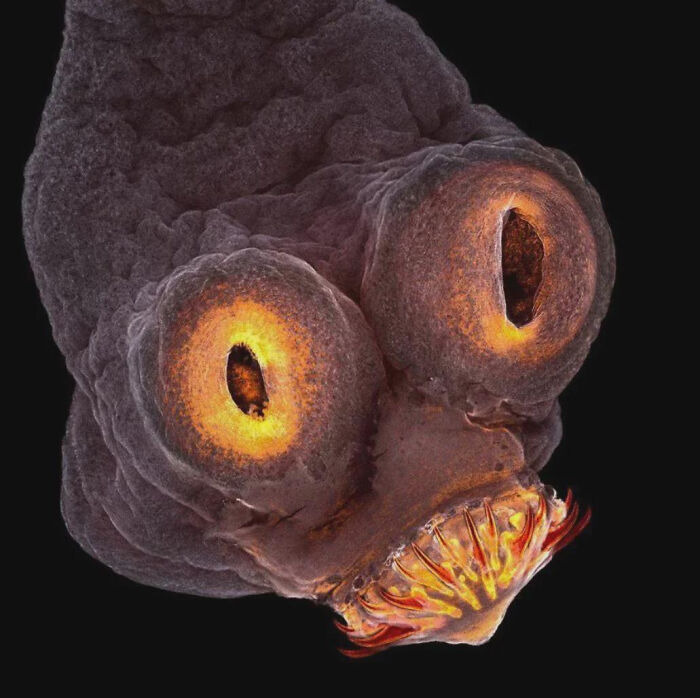 &ldquo;Wife Hasn&rsquo;t Eaten Eggs Since&rdquo;: 83 Oddly Terrifying Images That Are Not For The Weak (New Pics)