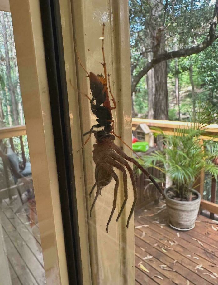 &ldquo;Wife Hasn&rsquo;t Eaten Eggs Since&rdquo;: 83 Oddly Terrifying Images That Are Not For The Weak (New Pics)
