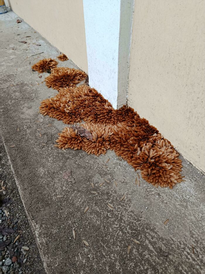 &ldquo;Wife Hasn&rsquo;t Eaten Eggs Since&rdquo;: 83 Oddly Terrifying Images That Are Not For The Weak (New Pics)