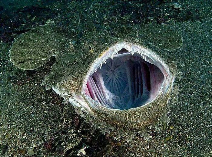 &ldquo;Wife Hasn&rsquo;t Eaten Eggs Since&rdquo;: 83 Oddly Terrifying Images That Are Not For The Weak (New Pics)