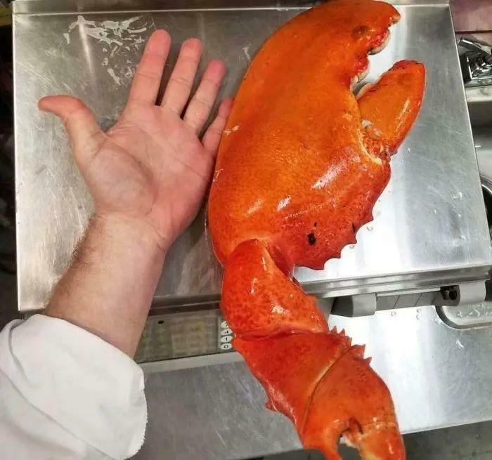&ldquo;Wife Hasn&rsquo;t Eaten Eggs Since&rdquo;: 83 Oddly Terrifying Images That Are Not For The Weak (New Pics)