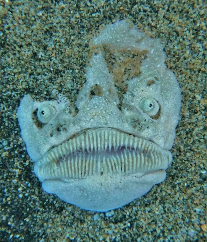 &ldquo;Wife Hasn&rsquo;t Eaten Eggs Since&rdquo;: 83 Oddly Terrifying Images That Are Not For The Weak (New Pics)