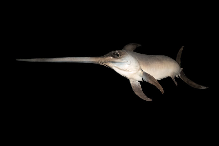 &ldquo;The Grim Reaper&rdquo;: 49 Diving Stories That Sound Like Scenes From A Horror Movie