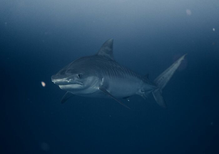&ldquo;The Grim Reaper&rdquo;: 49 Diving Stories That Sound Like Scenes From A Horror Movie