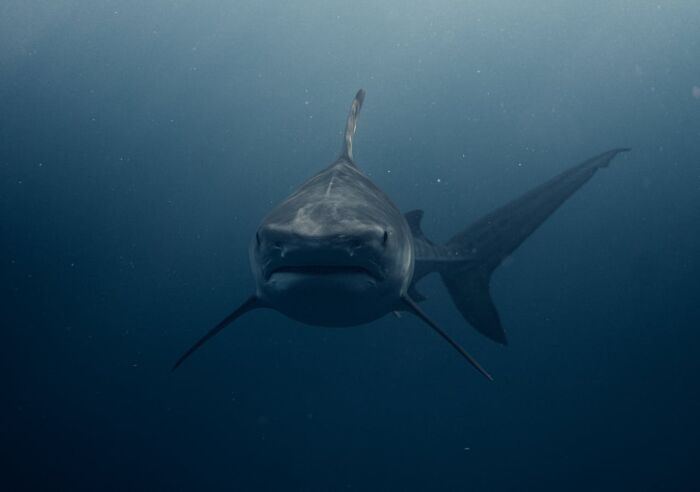 &ldquo;The Grim Reaper&rdquo;: 49 Diving Stories That Sound Like Scenes From A Horror Movie