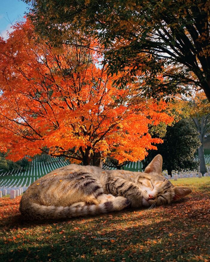 Artist Imagines Surreal Parallel Universe Where Giant Cats Reign, And Here Are 30 New Pieces Artist Imagines Surreal Parallel Universe Where Giant Cats Reign, And Here Are 30 New Pieces