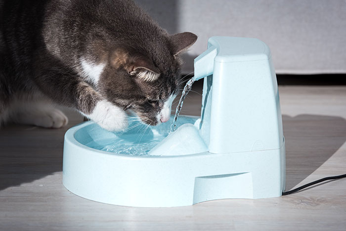 Woman Thinks Her Blind Cat Is Being Annoying, Realizes She Was Trying To Signal A Serious Problem Woman Thinks Her Blind Cat Is Being Annoying, Realizes She Was Trying To Signal A Serious Problem