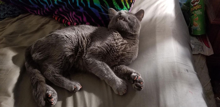 Woman Thinks Her Blind Cat Is Being Annoying, Realizes She Was Trying To Signal A Serious Problem Woman Thinks Her Blind Cat Is Being Annoying, Realizes She Was Trying To Signal A Serious Problem