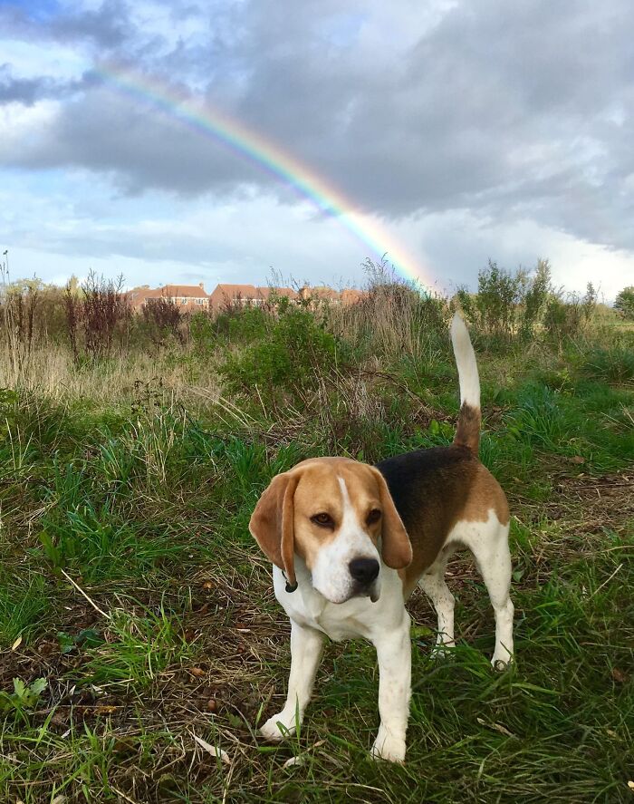 56 Dog Photos That Prove These Weirdos Make Life Better 56 Dog Photos That Prove These Weirdos Make Life Better