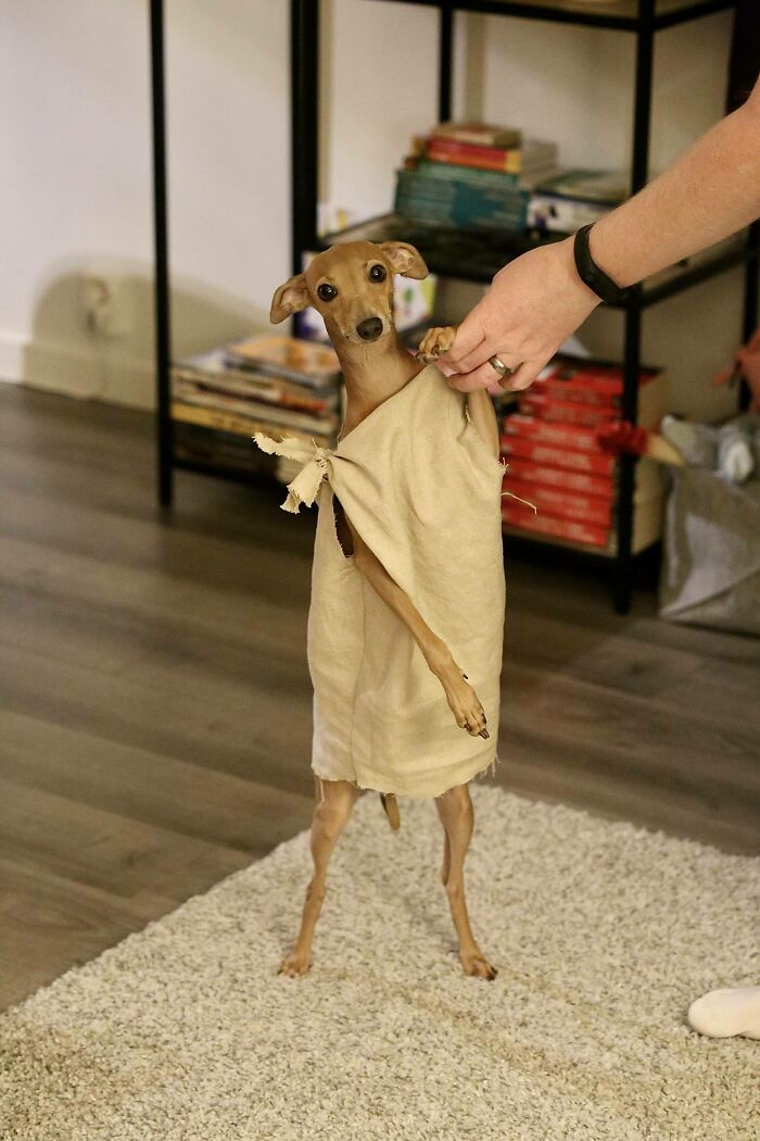 56 Dog Photos That Prove These Weirdos Make Life Better 56 Dog Photos That Prove These Weirdos Make Life Better