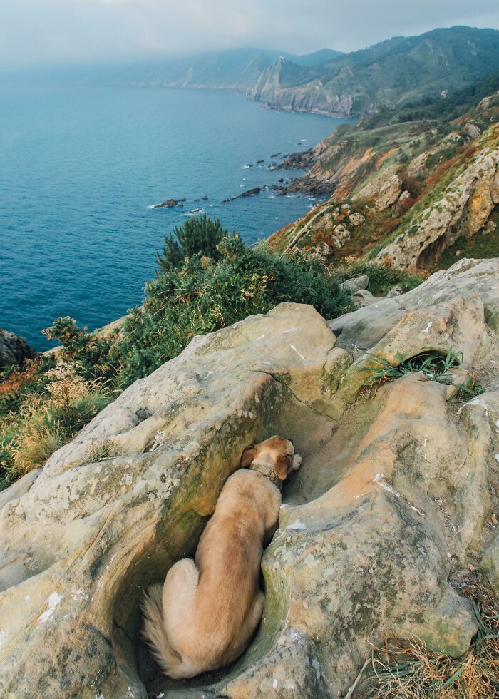 56 Dog Photos That Prove These Weirdos Make Life Better 56 Dog Photos That Prove These Weirdos Make Life Better